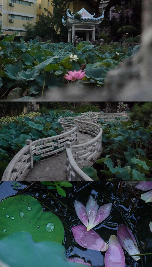 盧廉若公園。人民網 唐佳 攝