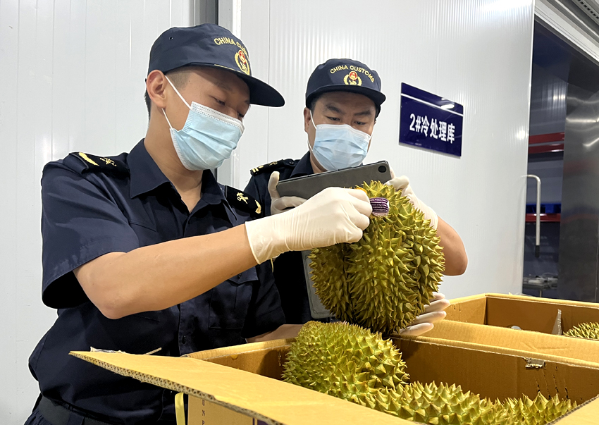 磨憨鐵路口岸綜合性指定監(jiān)管場地水果查驗區(qū)內(nèi)，海關(guān)關(guān)員正在查驗進口榴蓮。勐臘海關(guān)供圖
