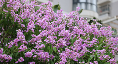 廈門：夏日浪漫紫花開